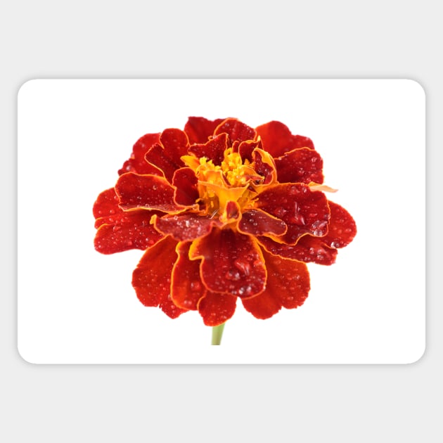 Tagetes patula &#39;Red Cherry&#39; French marigold Sticker by chrisburrows